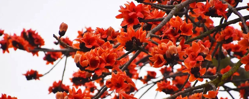 ľ�޻��Ĺ�Ч������ ľ�޻�ͼƬ